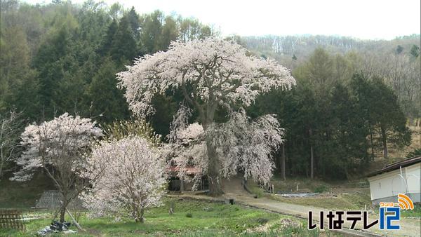 桜シリーズ⑰　水上熊野神社