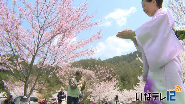 手良野口の住民　満開の桜の下交流深める