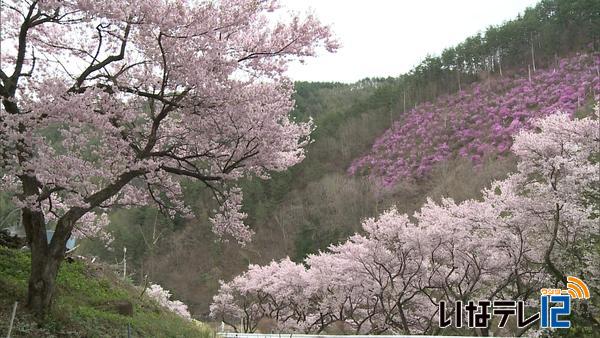 桜シリーズ⑱　松倉の桜