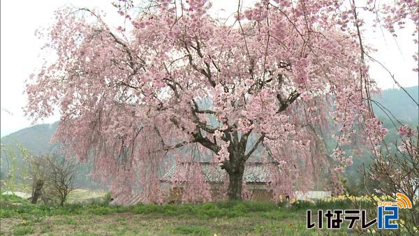 桜シリーズ⑳　伊那市長谷　玄立寺の桜