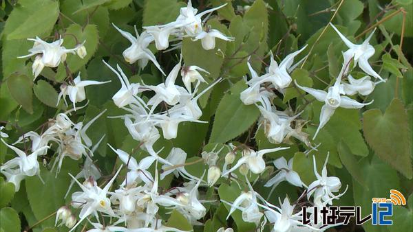 伊那地域　初の夏日