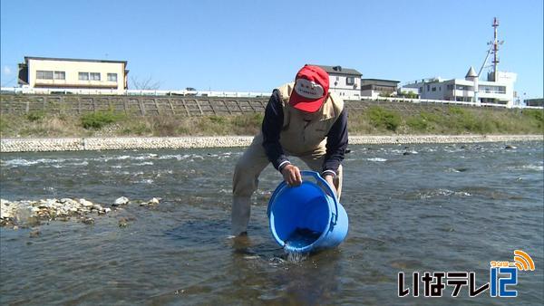 鮎の稚魚　放流はじまる