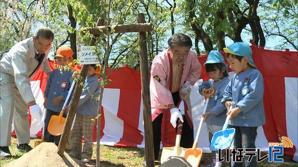 保育園児が桜の苗木を植樹