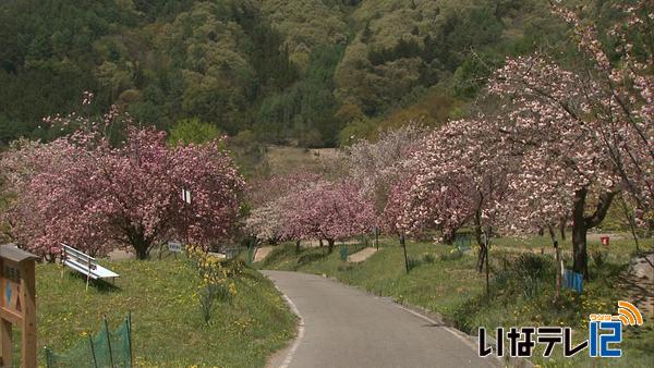 花の丘公園　八重桜見ごろ