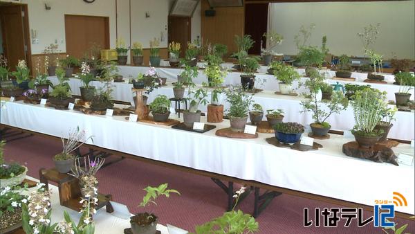 信州みのわ山野草クラブ　第２２回春の山野草展示会