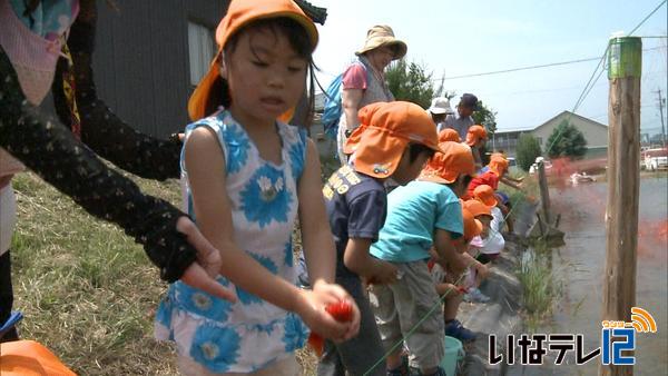 年長園児が金魚やフナを放す