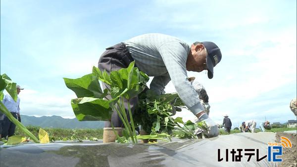 南箕輪村ブランドの芋焼酎「大芝の華」　サツマイモの苗定植