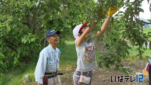 児童がりんごの摘果作業