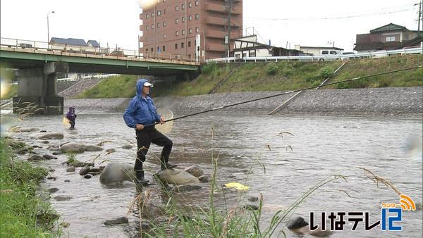 天竜川でアユの友釣り解禁