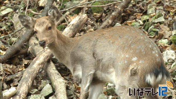 捕獲頭数過去最高の９,５７４頭