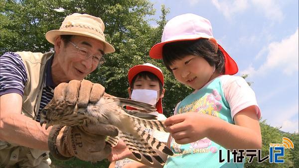 箕輪西小学校でチョウゲンボウを放す