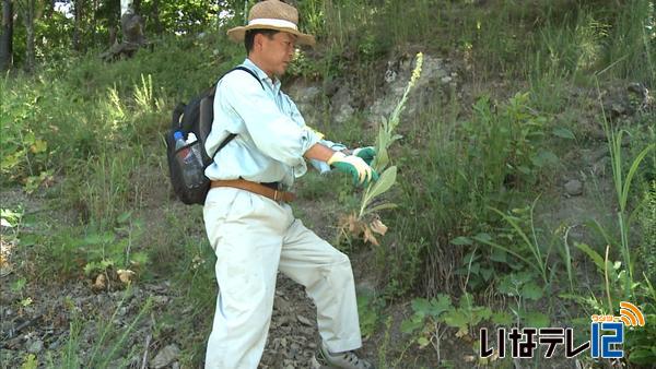 南アの外来植物除去作業