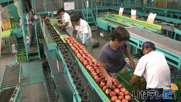 上伊那初　りんご「夏あかり」出荷