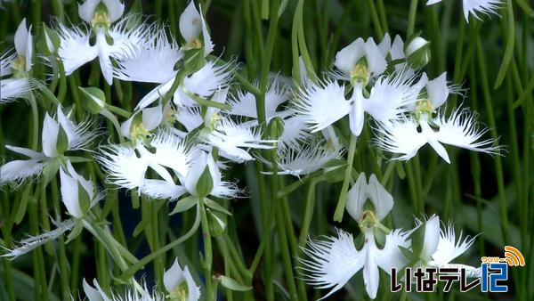 涼しげな花　サギ草咲く