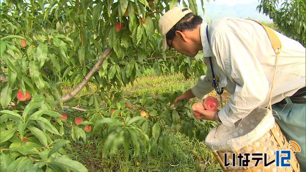 大震災避難直後に植樹の桃　初出荷