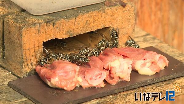 地蜂　順調な生育に期待