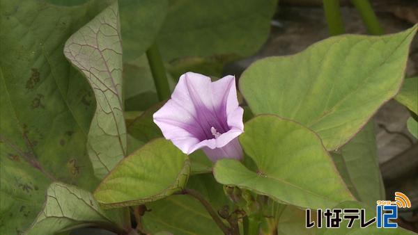 薄紫色のサツマイモの花