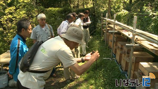 大きな地蜂の巣の作り方を視察