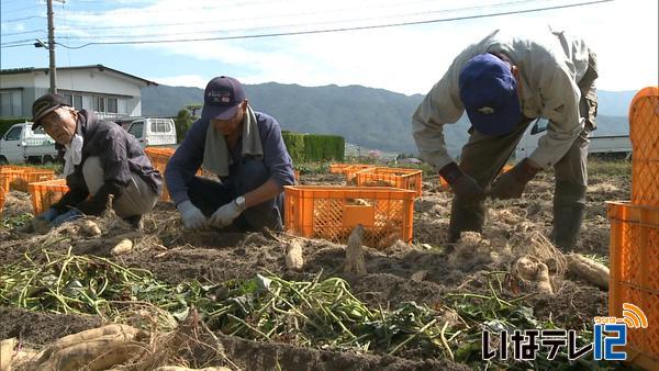 芋焼酎の原料のサツマイモ　収穫作業はじまる