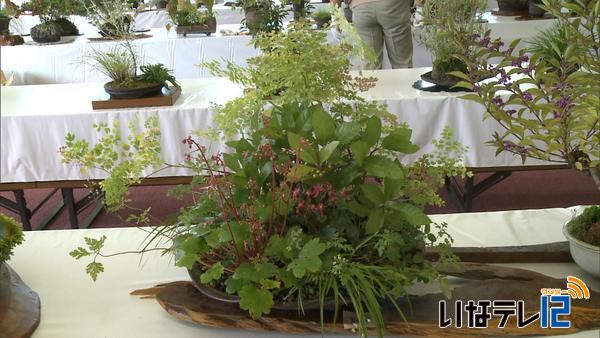 信州みのわ山野草クラブ　秋の展示会