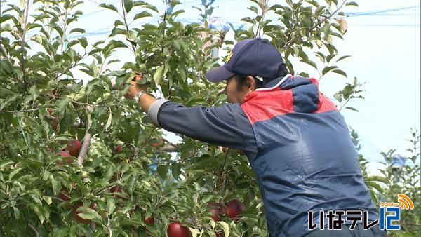 台風１８号接近　りんごの収穫急ぐ