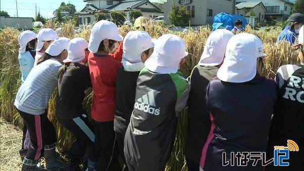 箕輪北小学校５年生　稲刈り・はぞかけ体験