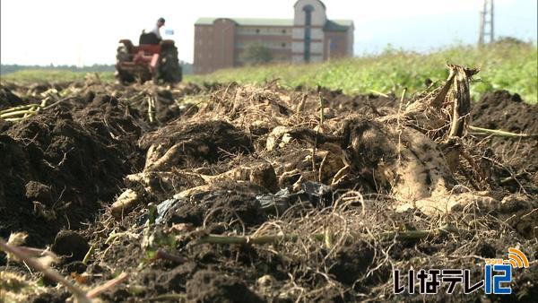 焼酎用のさつまいも「黄金千貫」収穫作業