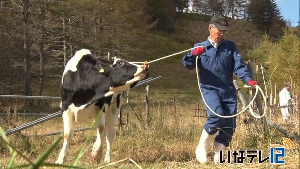 入笠牧場　牛が下牧