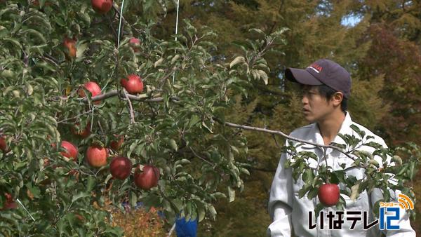 幻のりんご　「あいかの香り」収穫