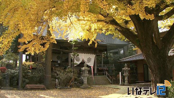 恩徳寺「大銀杏」見ごろに