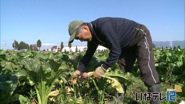 伝統野菜羽広菜カブの収穫