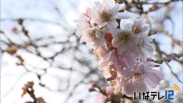 十月桜花を咲かせる