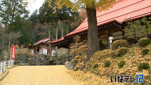 イチョウの葉落ち　黄金色のじゅうたん