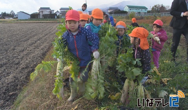 村西部保育園　大根収穫