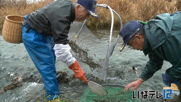 伊那谷の風物詩　ザザムシ漁解禁