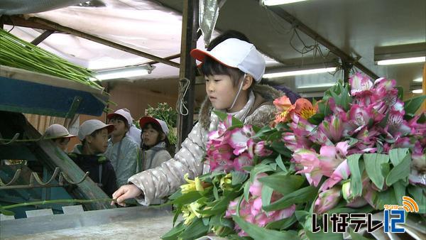 美篶小学校３年生花育でアルストロメリア学ぶ　花卉農家見学