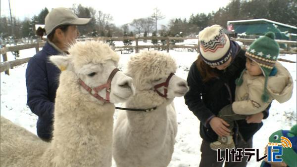 ２頭のアルパカが仲間入り　信州羽広高原牧場