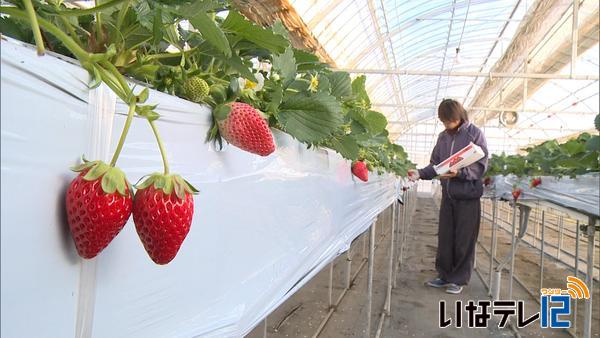 大芝でイチゴの出荷始まる