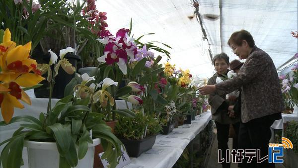 洋らんの花を咲かせる会　展示会