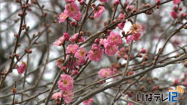 伊那地域最高気温が１４．２度