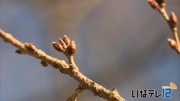 高遠の桜　開花予想４月１３日