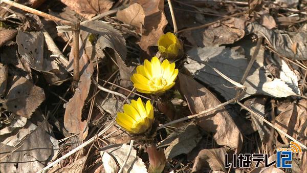 二十四節気「啓蟄」　最高気温１１．８度暖かい一日