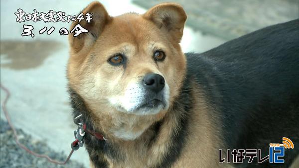 東日本大震災から4年  ３．１１の今④　被災地の犬・猫は今