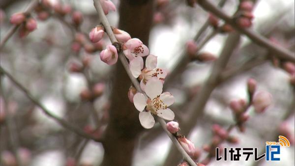 伊那公園　ロトウザクラ開花