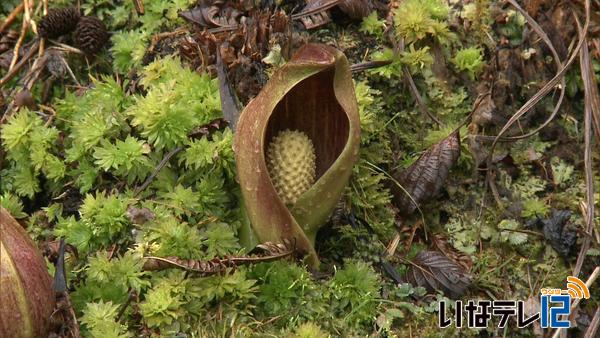 横山ザゼンソウ群生地