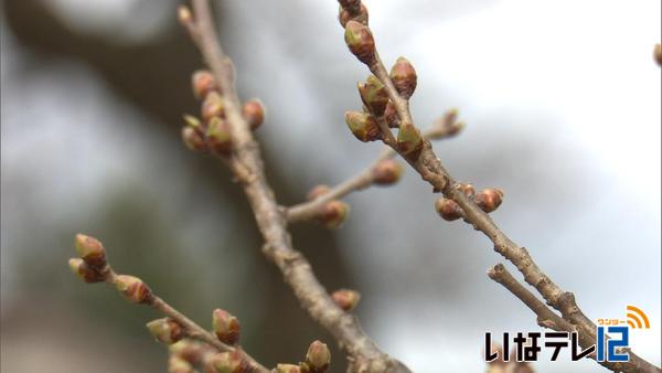 高遠城址公園の桜　開花予想は４月７日