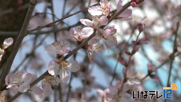 ナカムラ時計店のロトウザクラ　例年より早く開花し満開