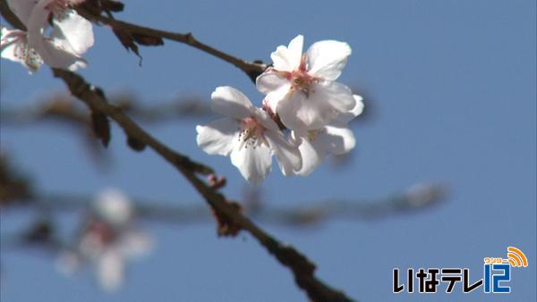 美篶でシキザクラ開花