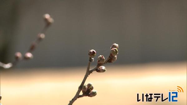 高遠開花予想早まる