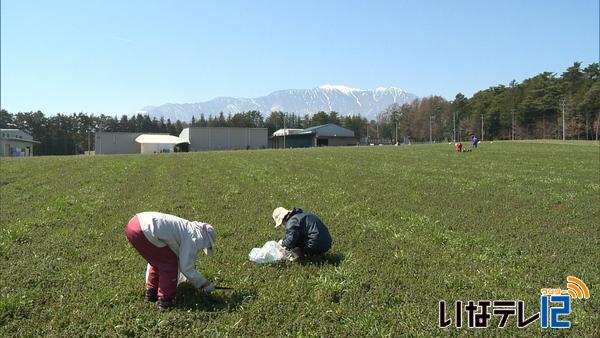 南箕輪村大芝でなずな摘み